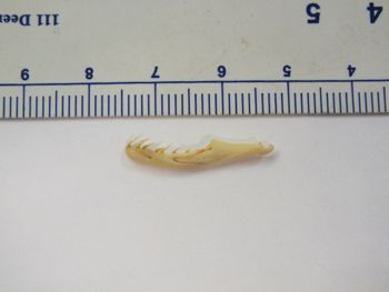 Media type: image;   Herpetology R-6675